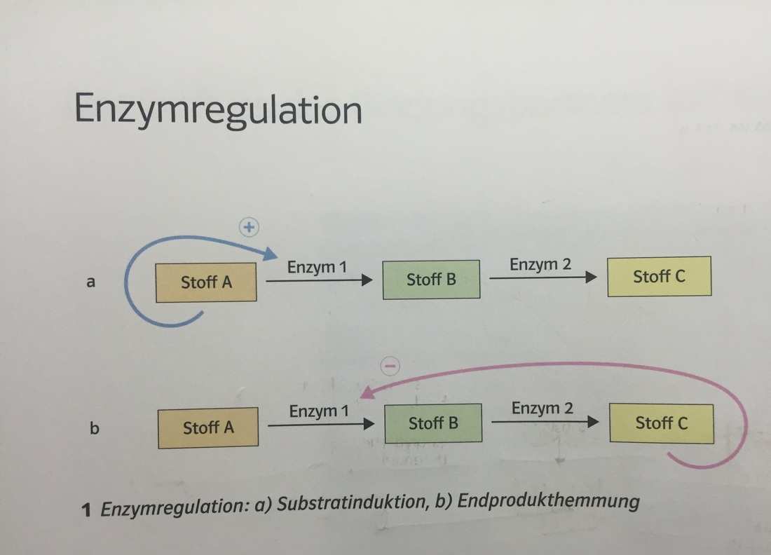 Enzymregulation Enzyme