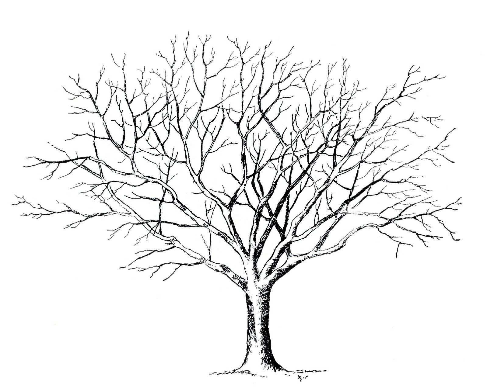Malvorlage Baum Ohne Blatter Baum Zeichnung Baum Vorlage Blattzeichnung