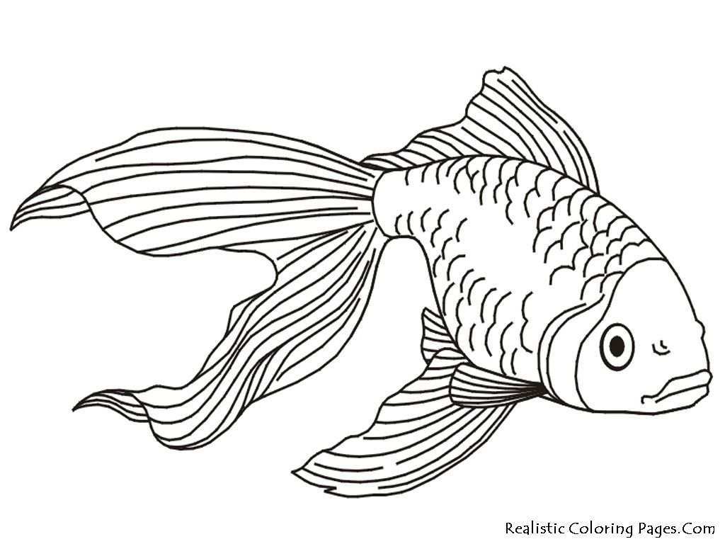 Gold Fish Kids Coloring Pages Realistic Jpg 1024 768 Malvorlagen Tiere Malvorlagen Kostenlose Ausmalbilder