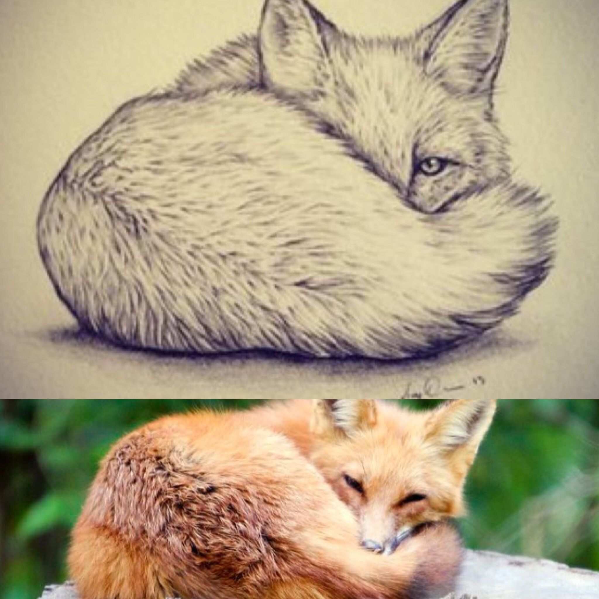 Zeichnung Fuchs Zeichnungen Tiere Zeichnen Niedliche Zeichnungen