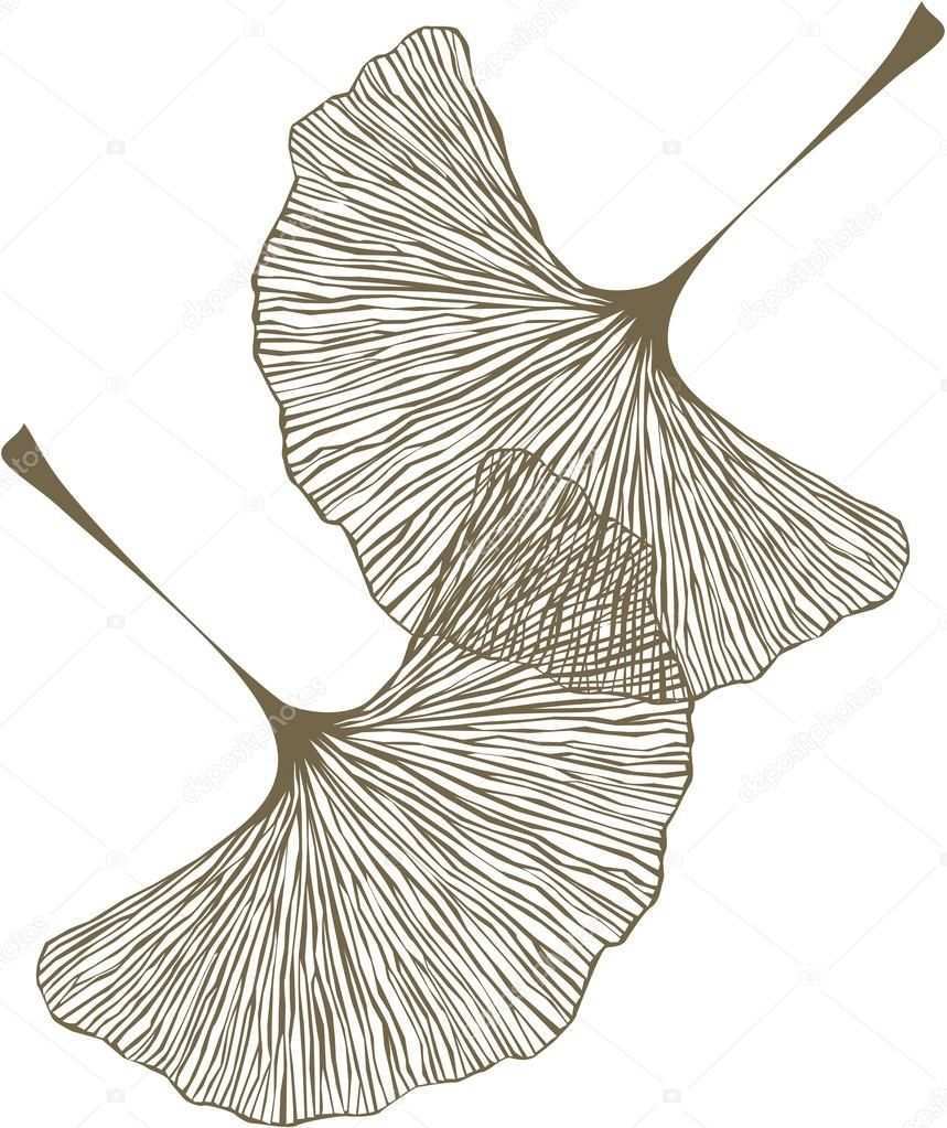 Download Royalty Free Ginkgo Leaves Stock Vector 54823579 From Depositphotos Collection Of Millions Of Premium High Res Ginkgo Leaf Painting Subjects Lotus Art