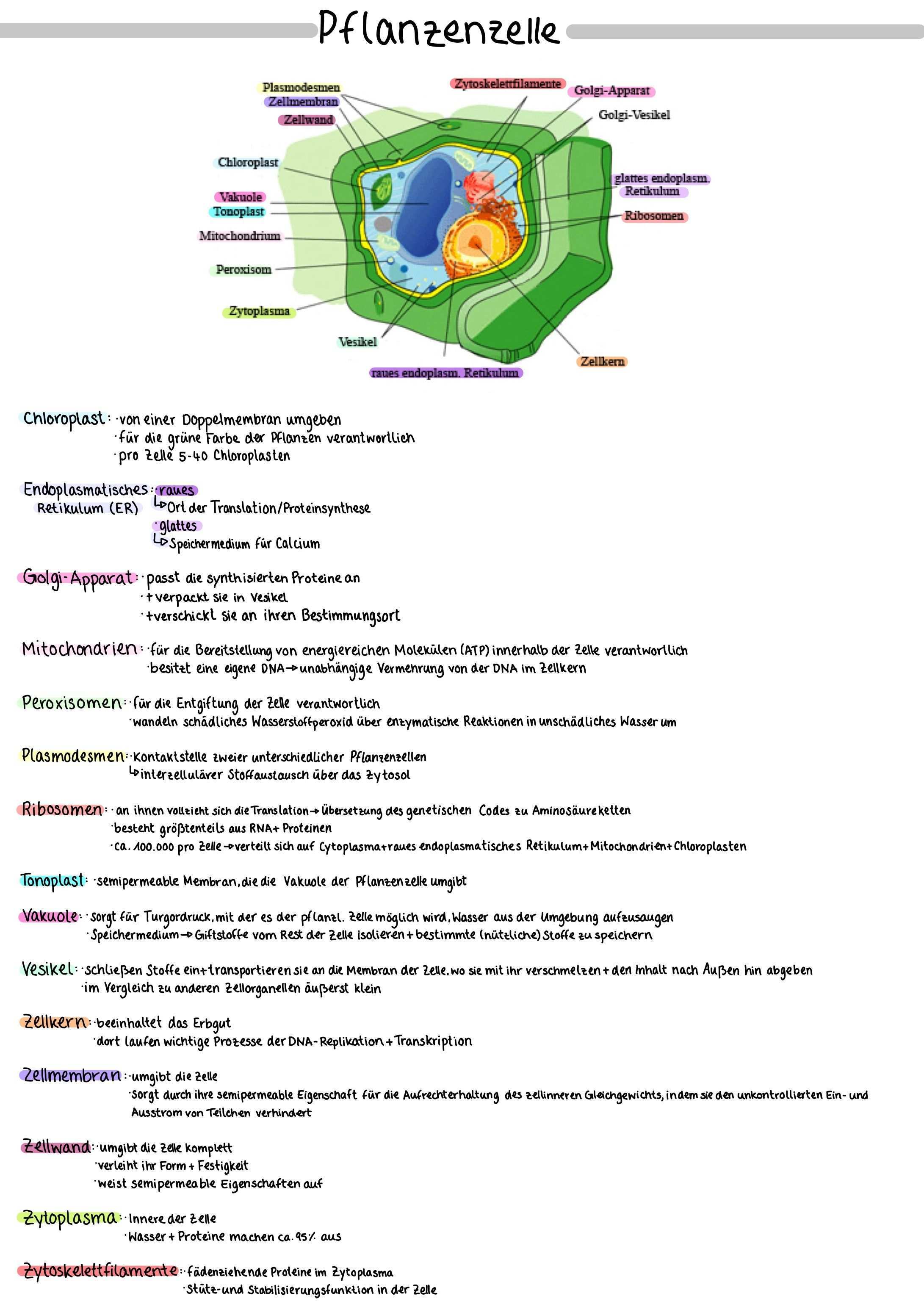 Pflanzenzellen Lernblatt Biologie Oberstufe Biologie Unterrichten Biologie Abitur Tipps Zum Lernen