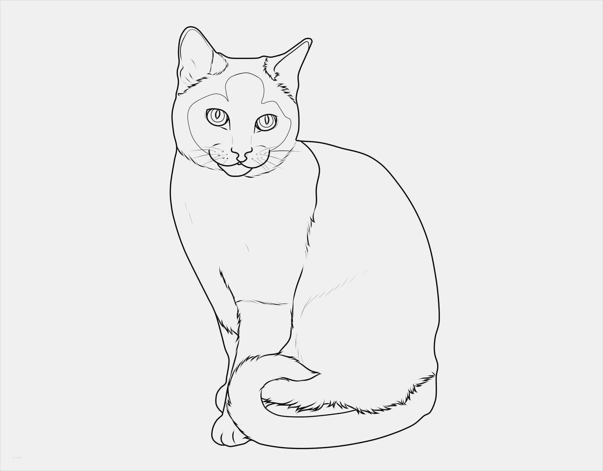 New Cats To Paint Coloring Coloring Pages Coloring Pagesforchildren Katze Malen Malvorlagen Tiere Katzen