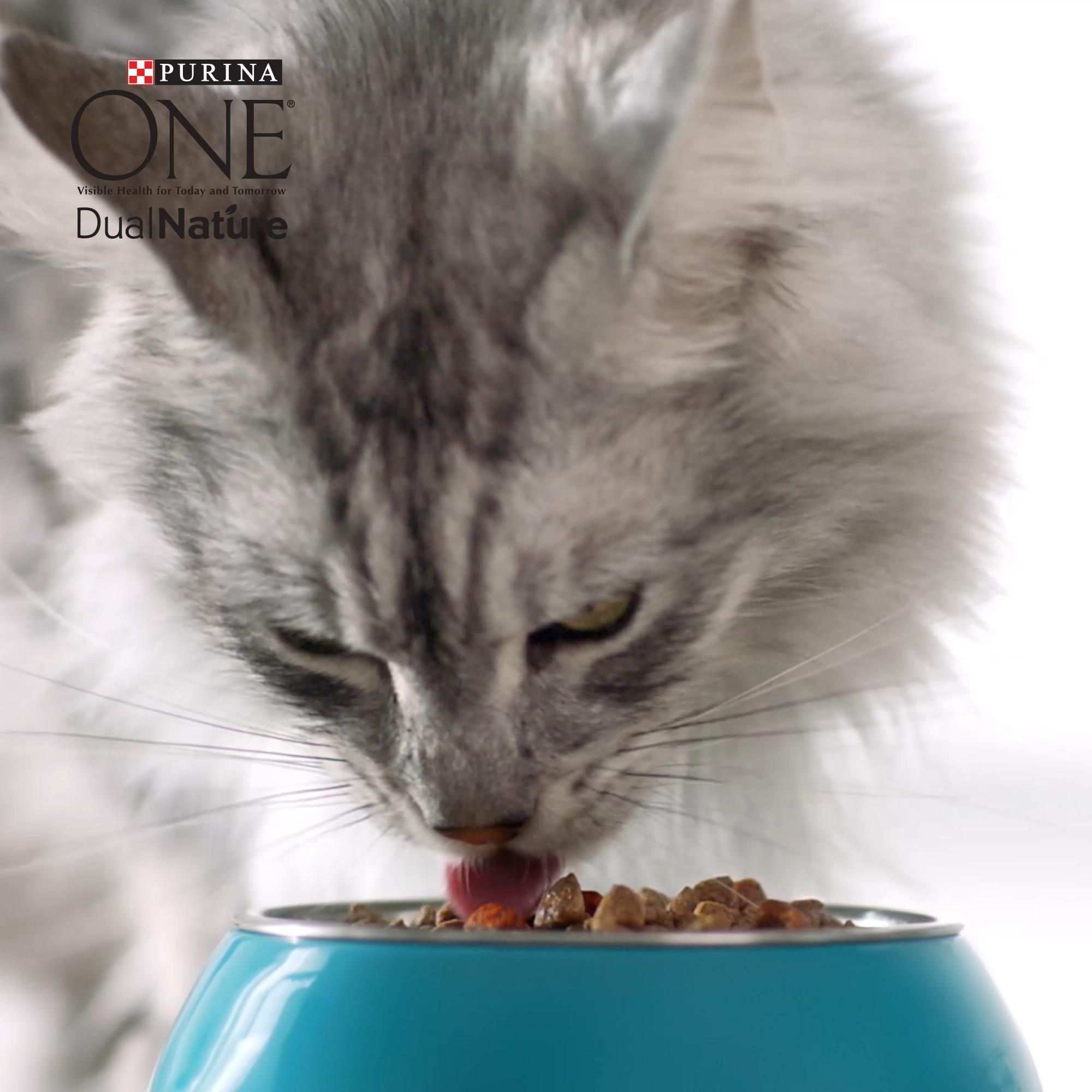 Das Neue Dualnature Mit Cranberry Video In 2020 Katzen Katzen Futter Katzenfutter
