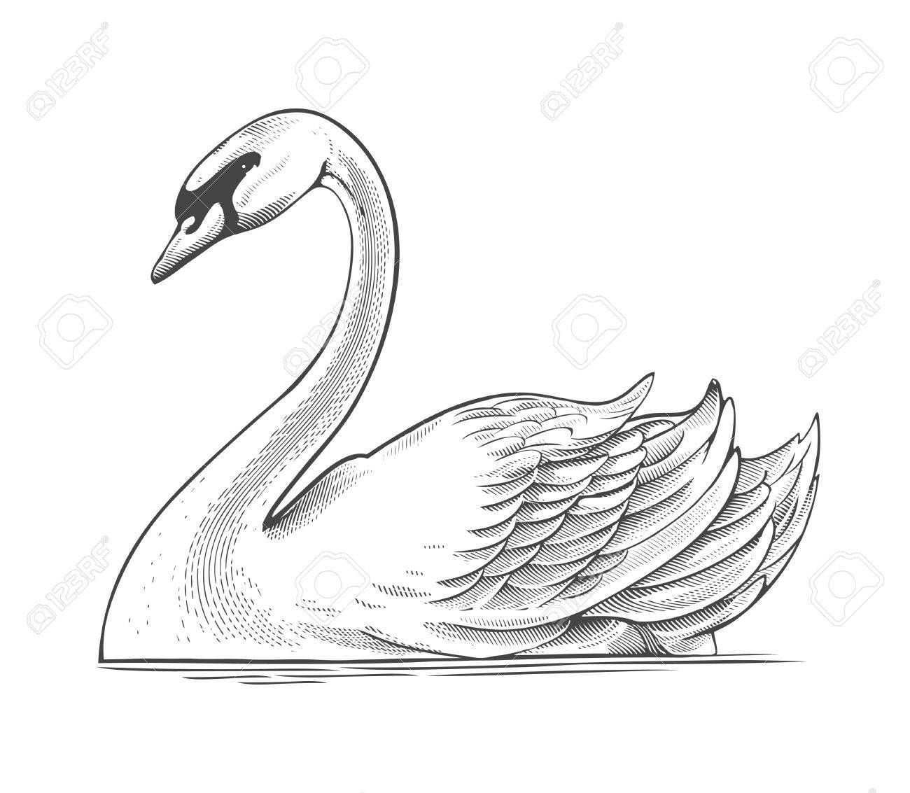 Swan In Engraving Style Illustration Ad Engraving Swan Illustration Style Swan Drawing Swan Painting Detailed Coloring Pages