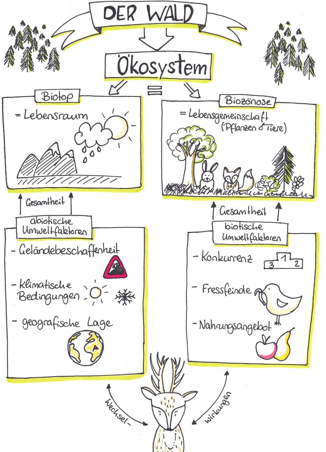 Okosystem Wald Unterrichtsmaterial Im Fach Biologie Biologie Unterrichten Lernen Tipps Schule Unterrichten