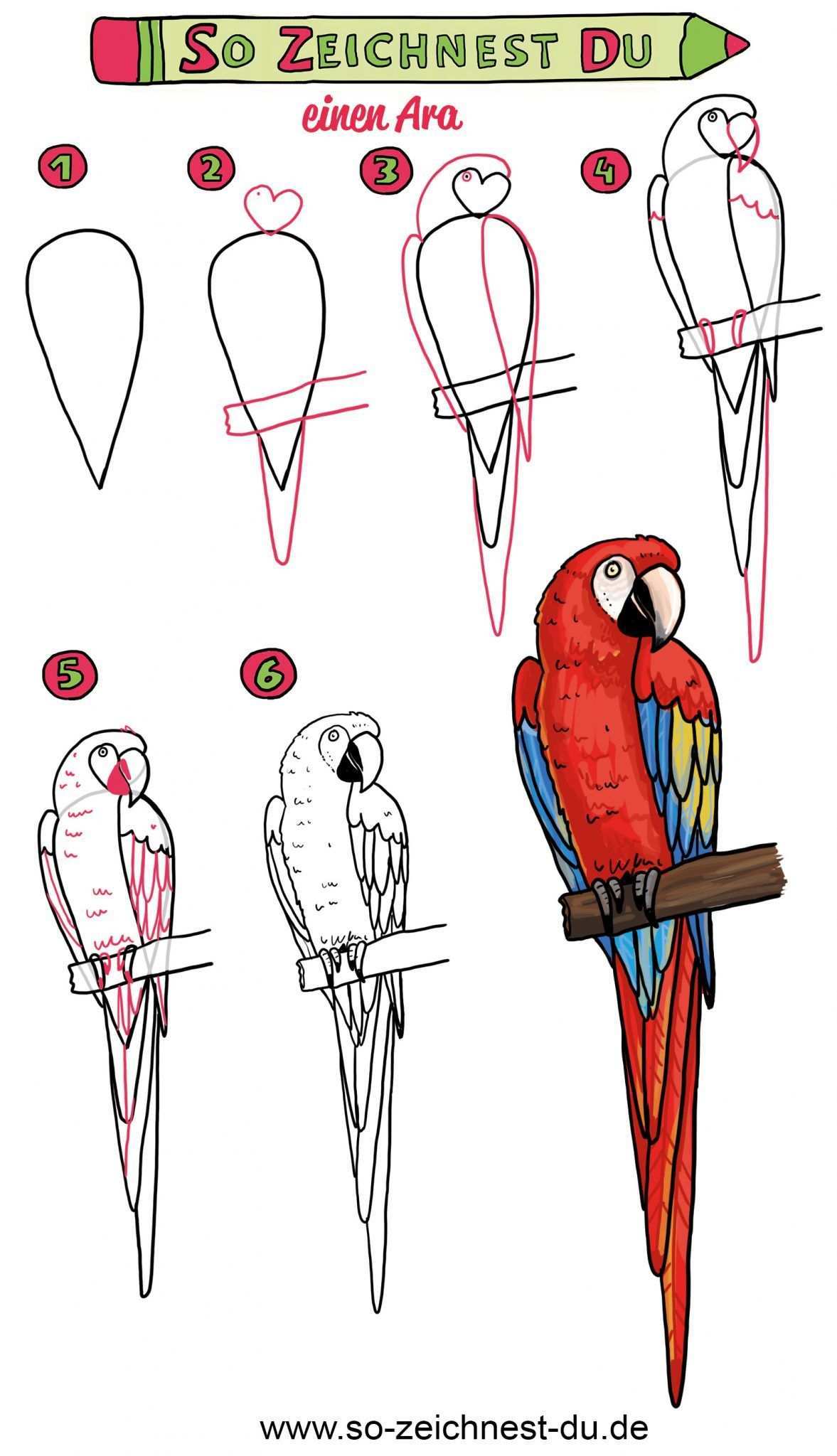 So Zeichnest Du Einen Papagei Einfache Anleitung Comic Zeichnen Lernen Papagei Zeichnung Malen Und Zeichnen