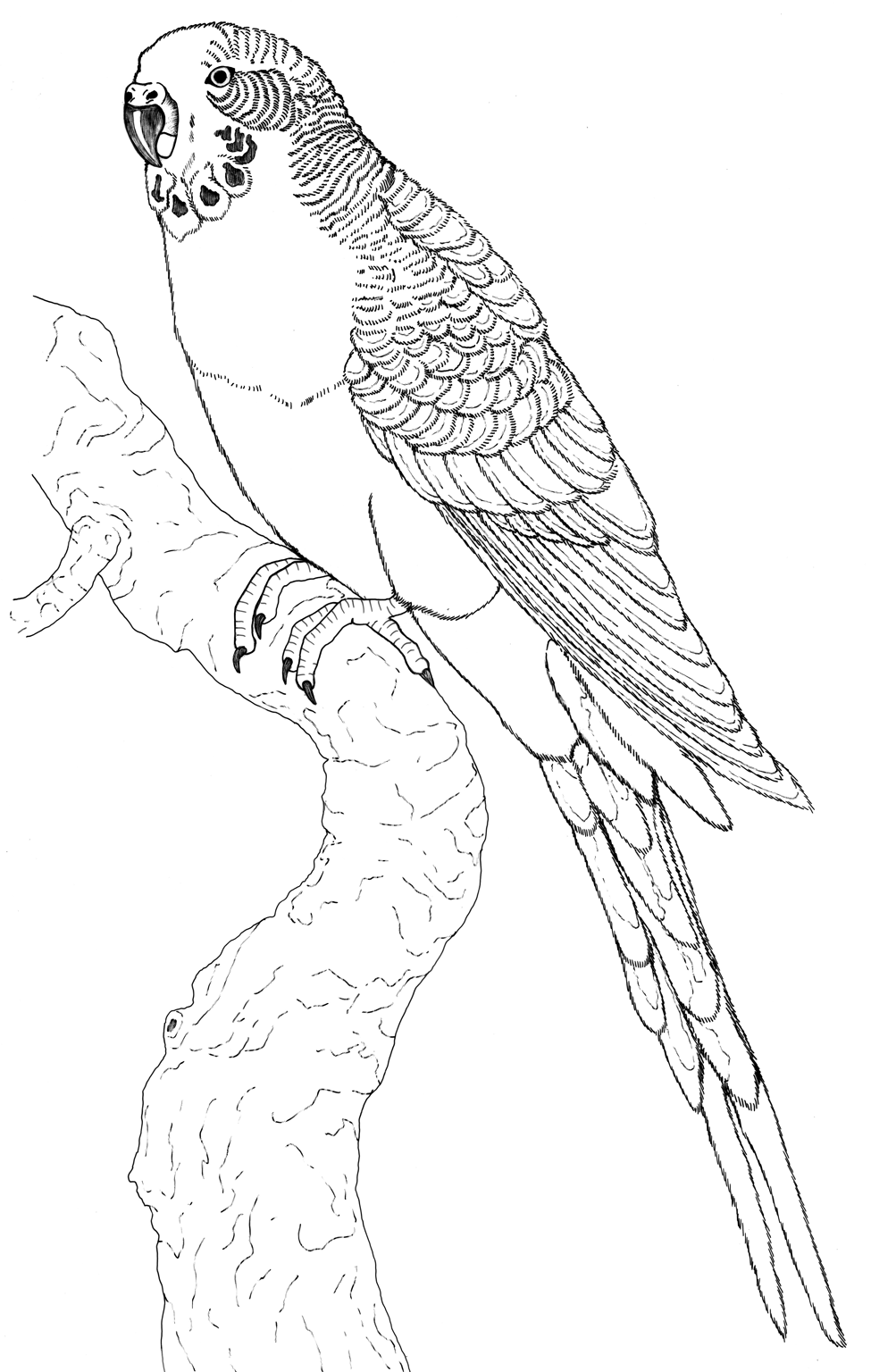 Papagei Bilder Zum Ausmalen Bird Coloring Pages Coloring Pages Nature Bird Drawings