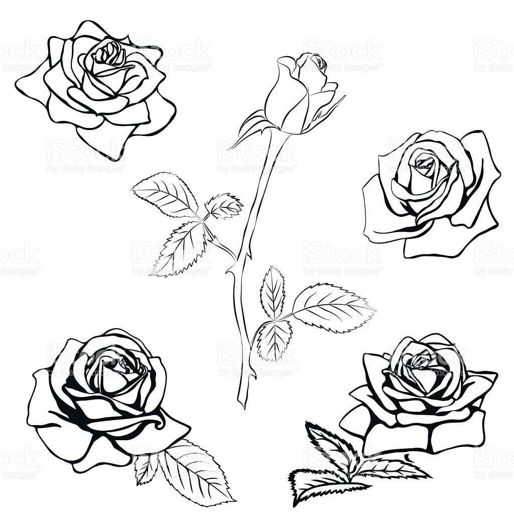 Set Rose Sketch Black Outline On White Background Vector Rosen Tattoo Umriss Rosen Umriss Rosen Skizze