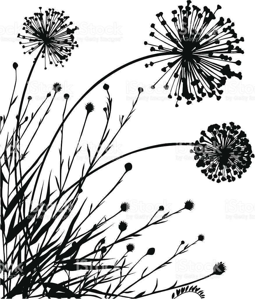 Corner Design Black And White Graphic Lowenzahn Zeichnung Blumenzeichnung Scherenschnitt Blumen