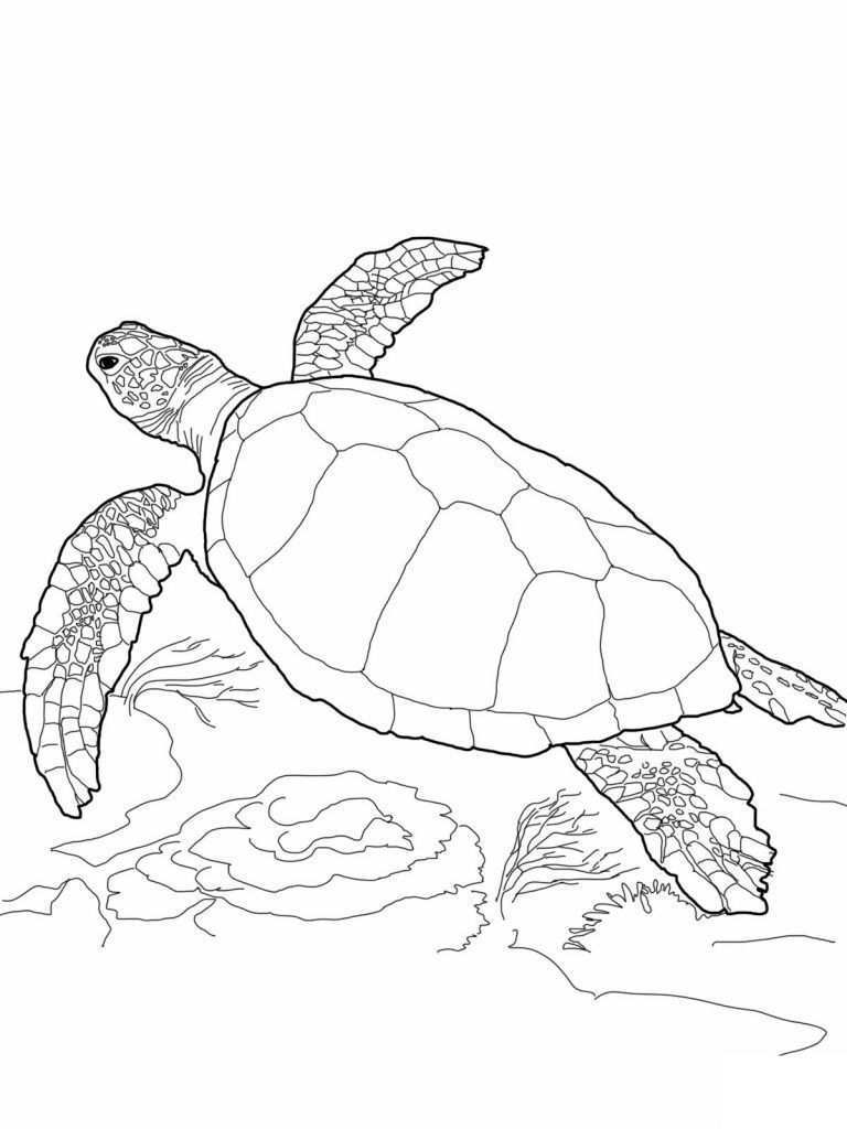 Free Printable Turtle Malvorlagen Fur Kinder Malvorlagen Von Schildkroten Https Anim Ausmalbilder Schildkrote Schildkrote Zeichnung Schildkrote Malerei