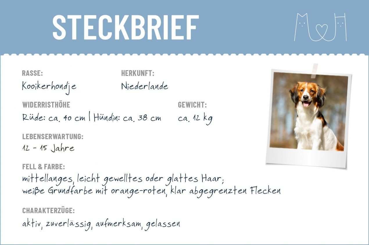 Kooikerhondje Steckbrief Charakter Pflege Haltung Steckbrief Hunderassen Hund Steckbrief
