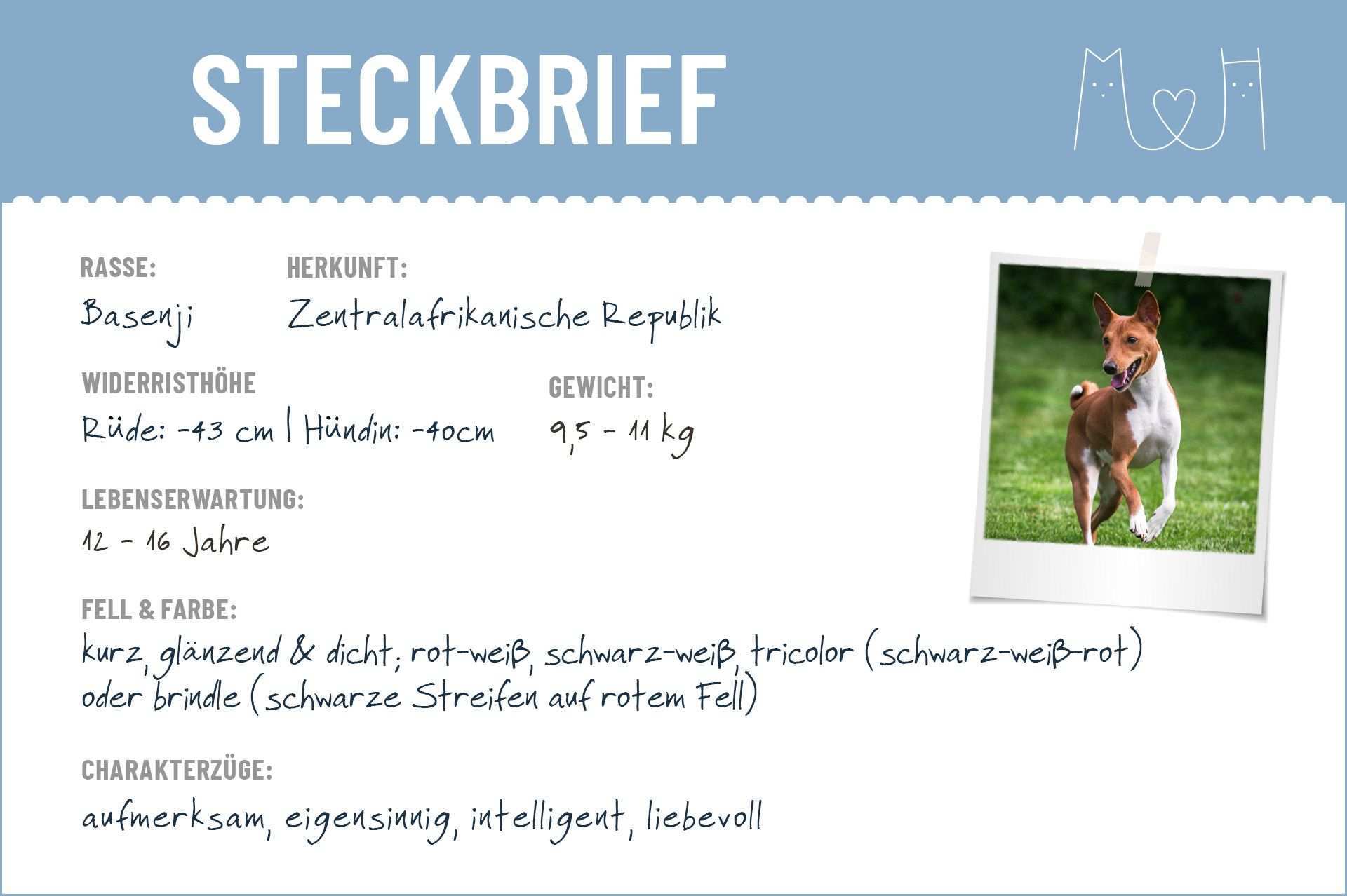 Basenji Steckbrief Charakter Pflege Haltung Steckbrief Hunde Rassen Hund Steckbrief