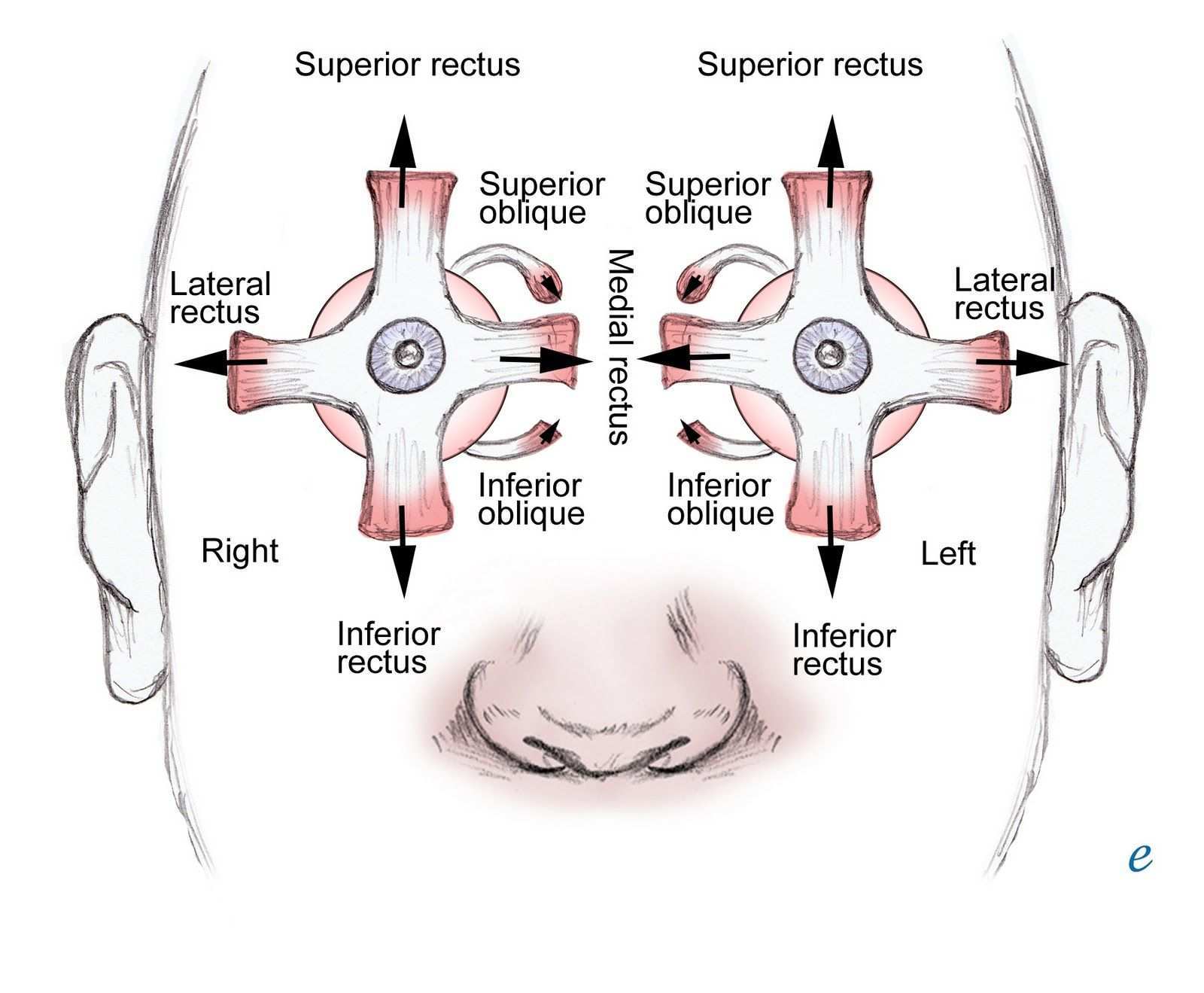 Movement Of The Eye Nasally Is Adduction Temporal Movement Is Abduction Description From Emedicine Medscape Com I S Rectus Muscle Eye Anatomy Muscle Anatomy