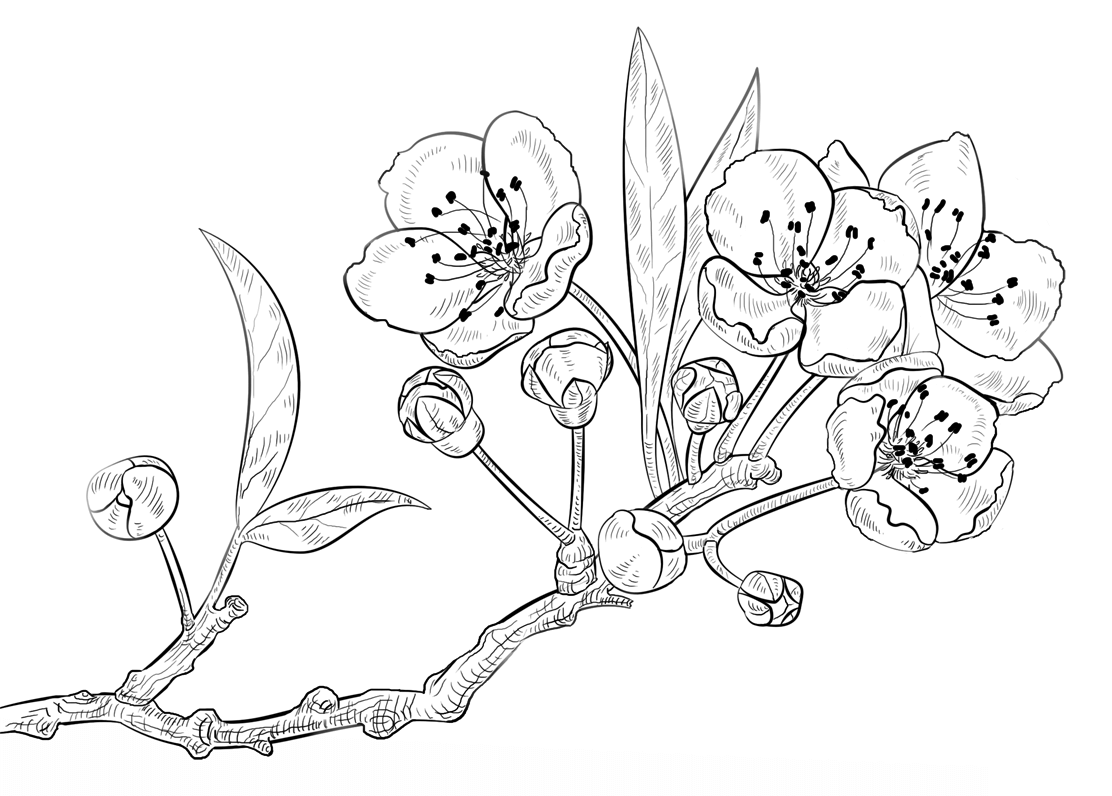 Kirschbluten Malvorlage Blumen Zeichnung Blumen Zeichnen Blumenmalvorlagen