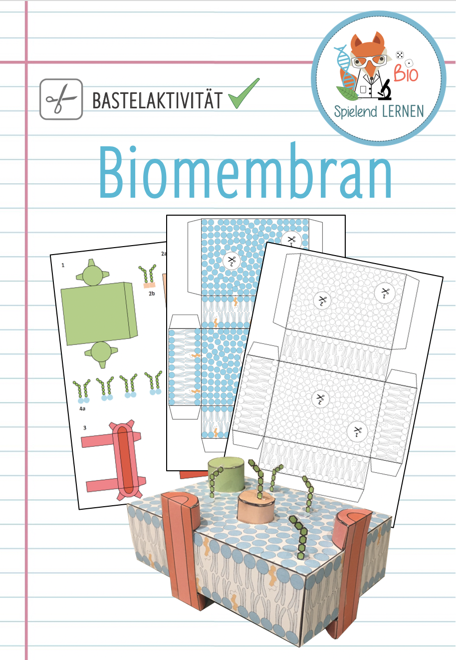 Biomembran Modell Bastelaktivitat Unterrichtsmaterial Im Fach Biologie Biologie Biologie Klassenzimmer Zelltheorie
